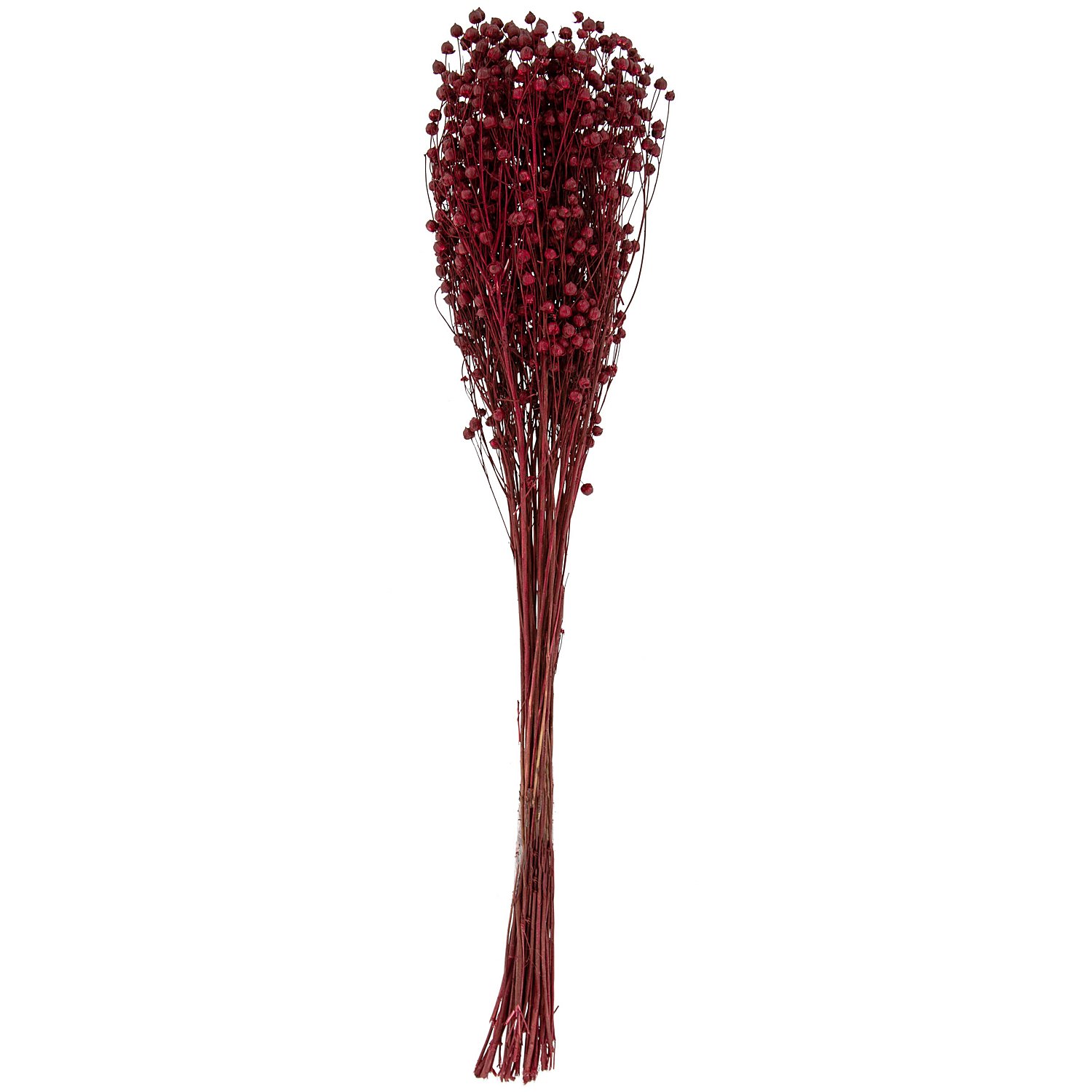 Trockenblumen Flachs, bordeaux
