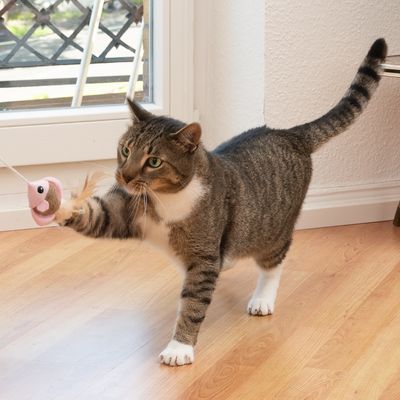 TIAKI Katzenangel Federfisch