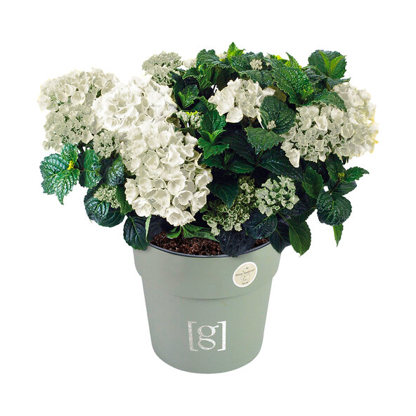 Bauernhortensie King Size Weiß