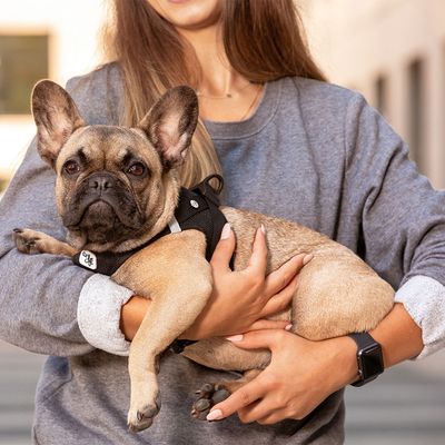 Curli Vest Geschirr Clasp Air-Mesh, schwarz
