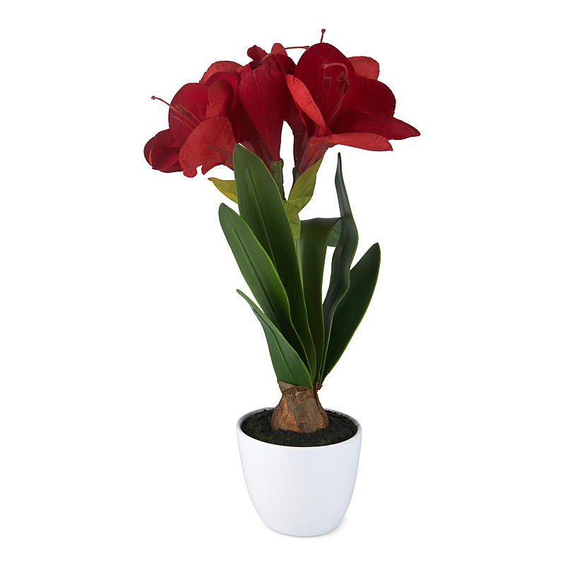 Home Amaryllis 43 cm i potte rød