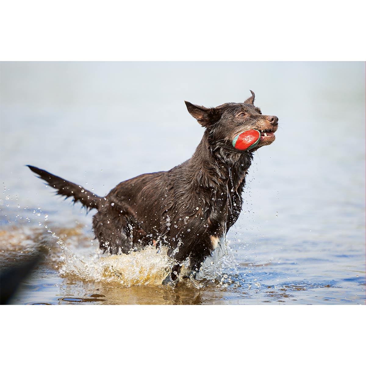 Beeztees Hundespielzeug Splashball 3 Stück kaufen bei ZooRoyal