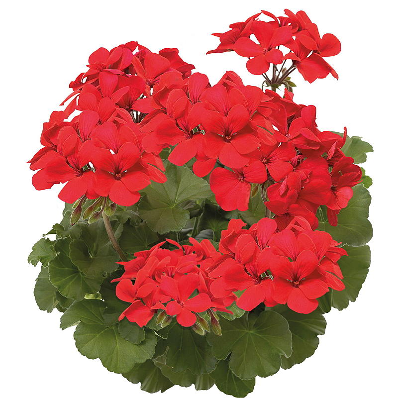 Pelargonia P12, Landscape