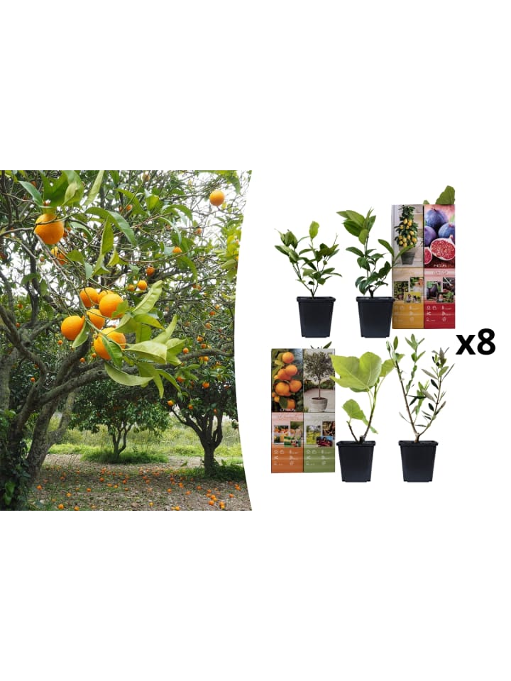 OH2 8er-Set: Mediterrane Pflanzen gesetzt in Bunt günstig kaufen onesize