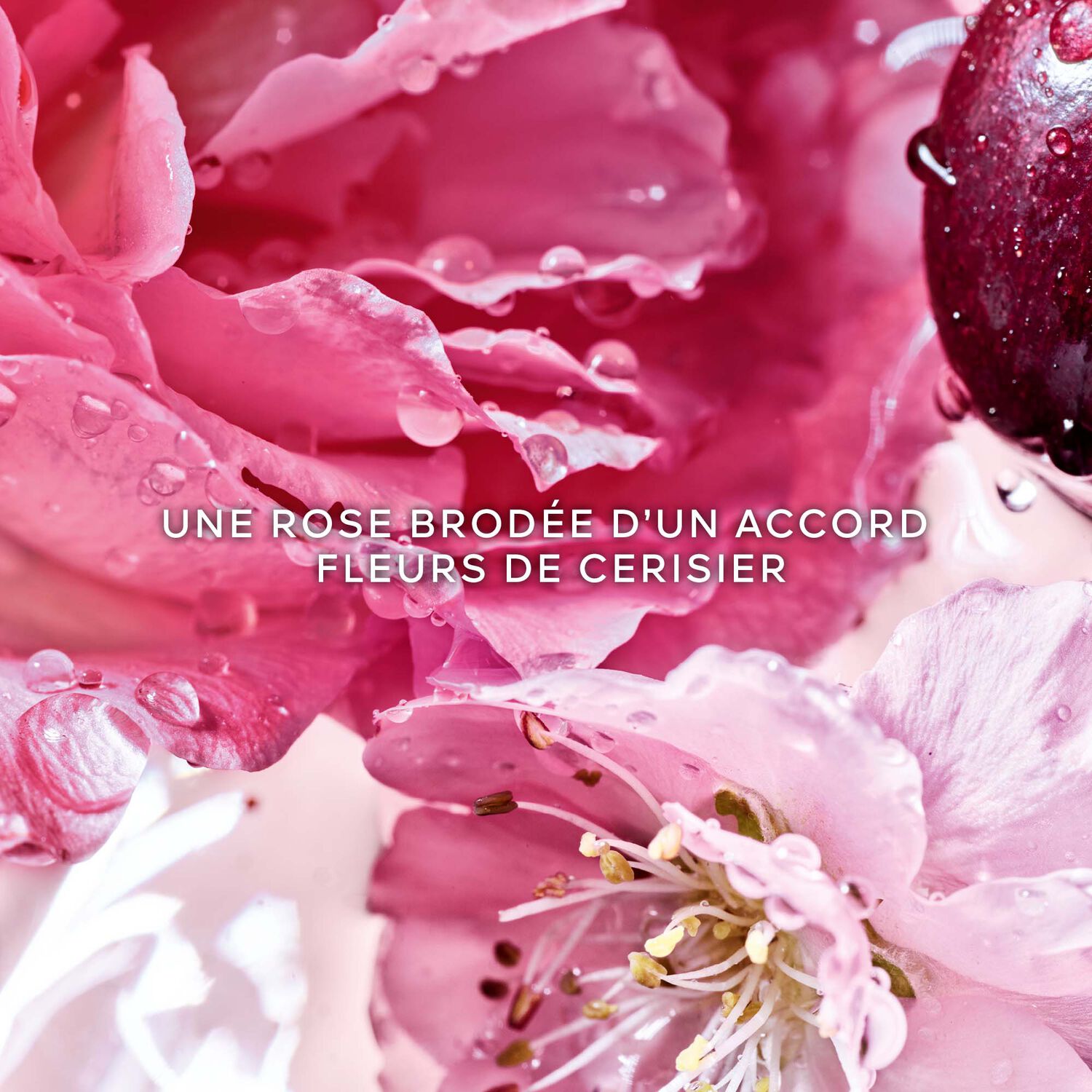 Guerlain La Petite Robe Noire Rose Cherry - Eau de Parfum