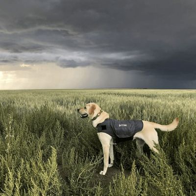 ThunderShirt® Beruhigungsweste, grau