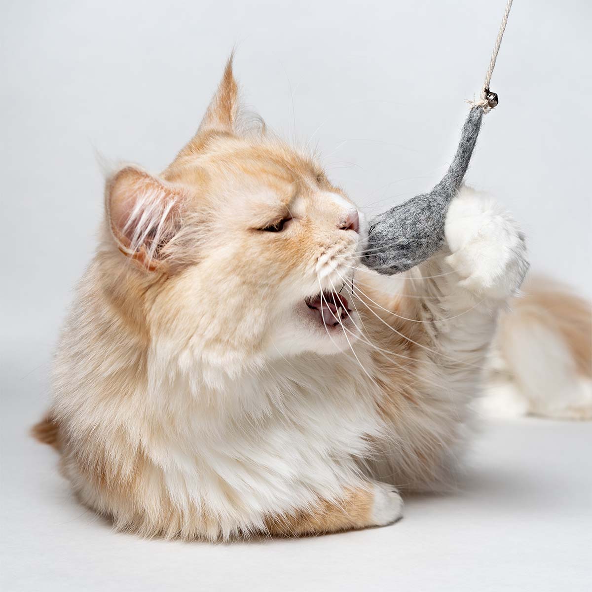 CATLABS Angelspielzeug Magische Maus günstig kaufen