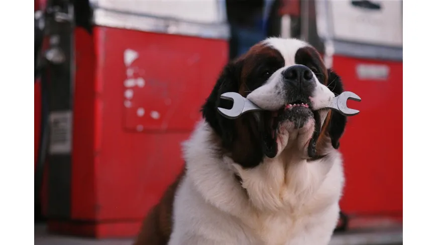 Ein Hund namens Beethoven - Komplettbox  [8 DVDs]