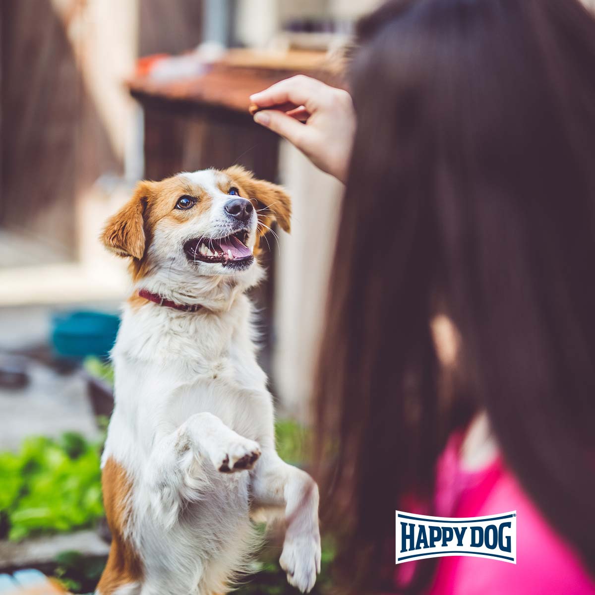 Happy Dog MeatSnack Allgäu günstig kaufen bei ZooRoyal