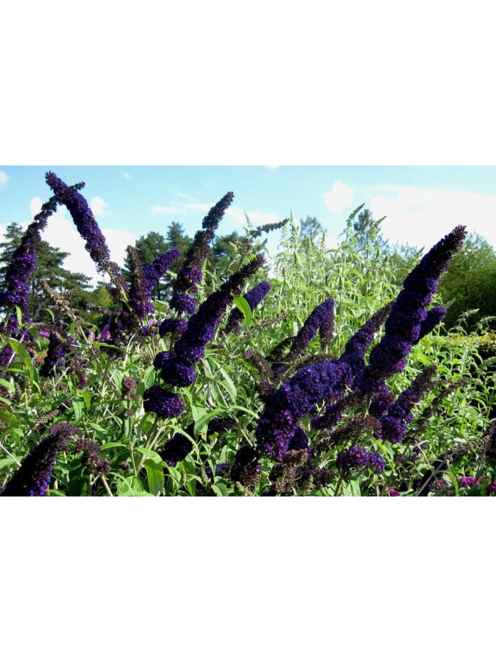 OH2 3er-Set: Schmetterlingspflanzen Davidii in Schwarz/Violett günstig kaufen onesize