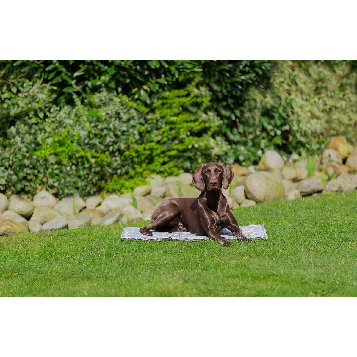 Trixie Kühlmatte Soft M 50x40cm günstig kaufen