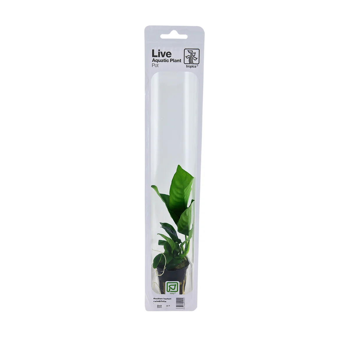 Tropica Aquariumpflanze Anubias barteri caladiifolia