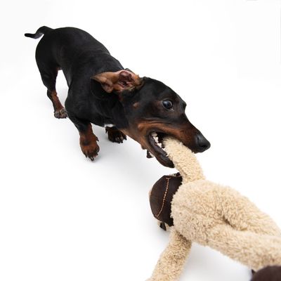 Hundespielzeug King Louiiie