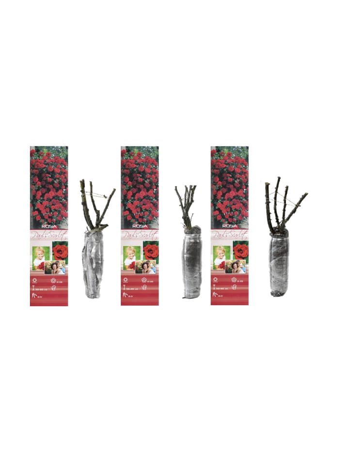 OH2 3er-Set Kletterrosen in Rot günstig kaufen onesize