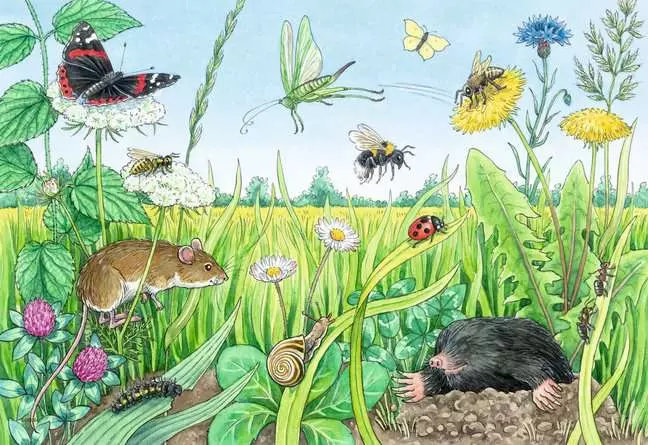 Kinderpuzzle ab 3 Jahren - Wieso? Weshalb? Warum? Tiere im Wald und auf der Wiese - 12 Teile