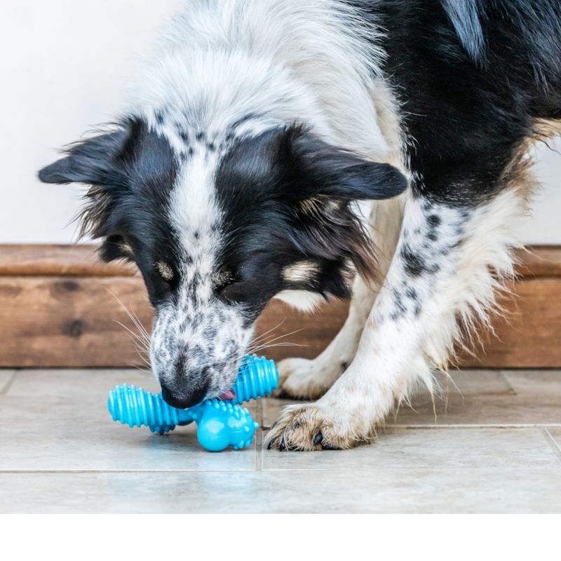 Nylabone Adult X-Bone Kauspielzeug zu TOP-Preisen