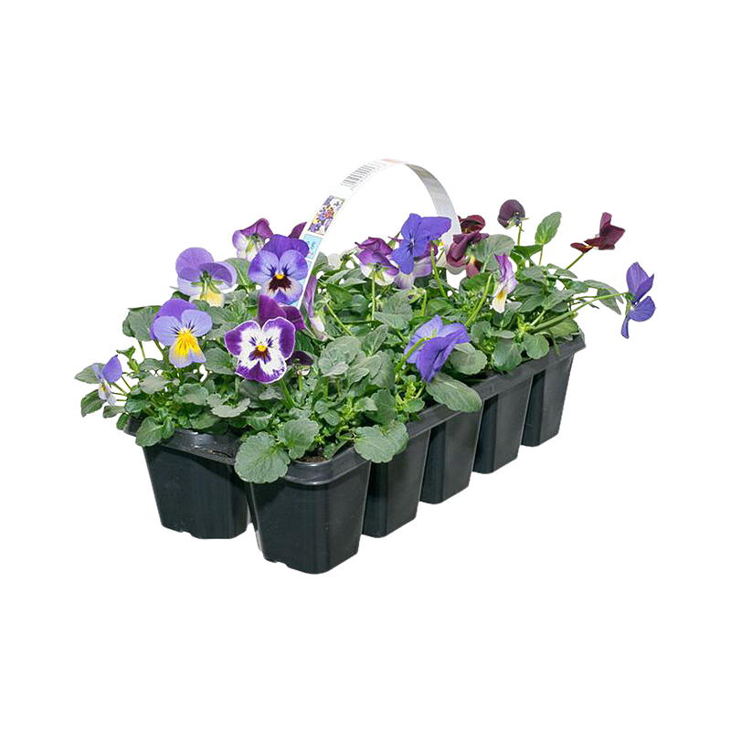 Stemor 10-pk Mix, Viola cornuta