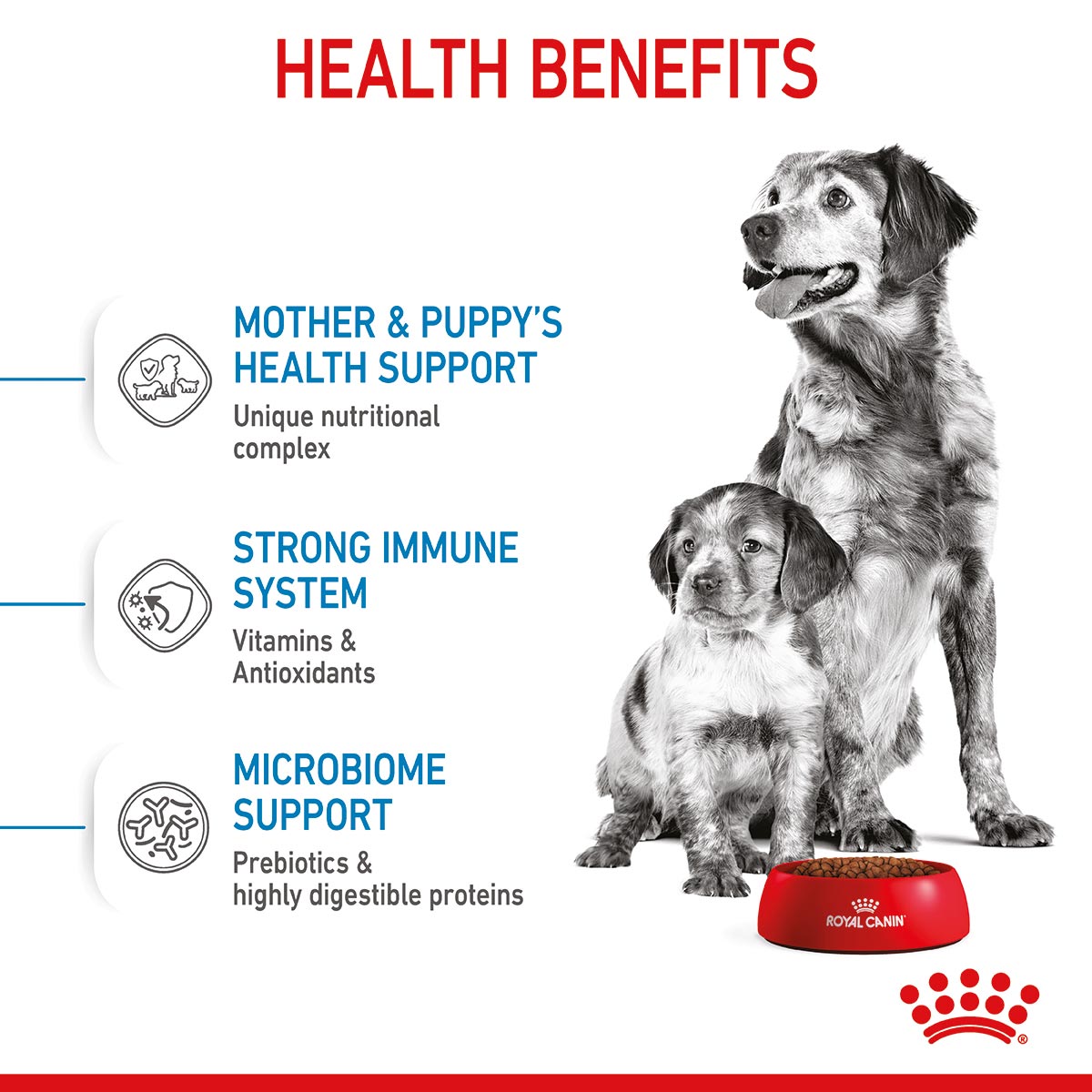 ROYAL CANIN MEDIUM Starter für tragende Hündinnen und Welpen mittelgroßer Rassen