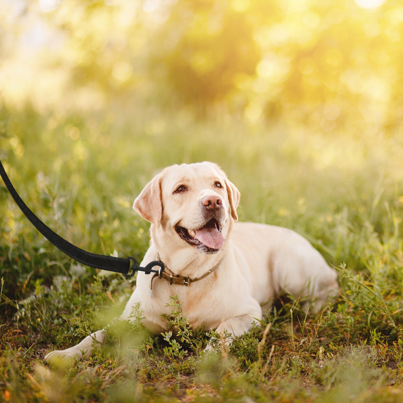 Wellgro Hundeleine Schleppleine für Hunde mit Handschlaufe Metallkarabiner