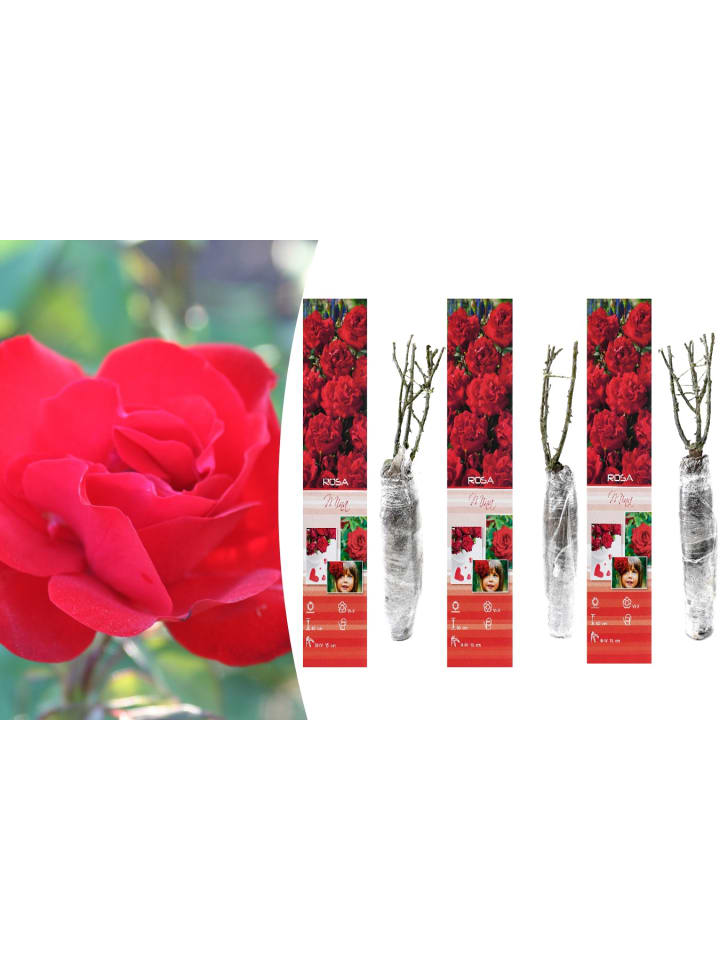 OH2 3er-Set Polyantha-Rosen in Rot günstig kaufen onesize