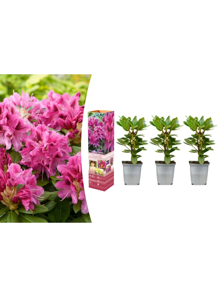 OH2 3er-Set: Rhododendron Cosmopolitan in Rosa günstig kaufen onesize