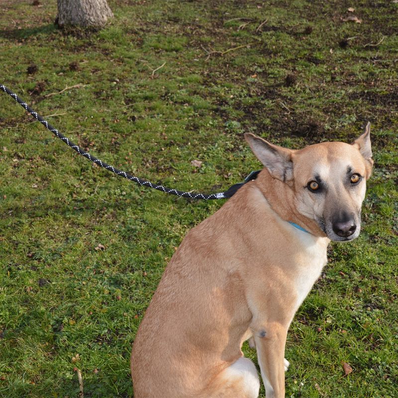 JULIUS-K9 IDC Tau-Leine zu TOP-Preisen