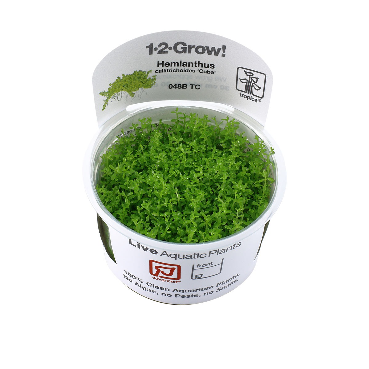 Tropica Aquariumpflanze Hemianthus callitrichoides 'Cuba'