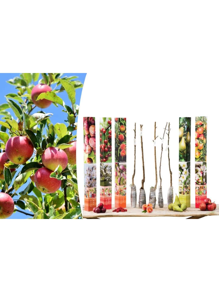 OH2 5er-Set: Obstbäume in Bunt günstig kaufen onesize
