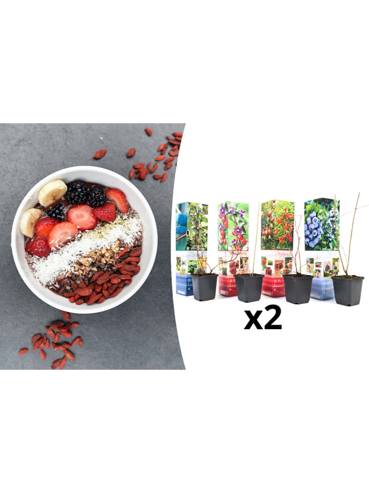 OH2 8er-Set: Vitaminpflanzenmischung in Bunt günstig kaufen onesize