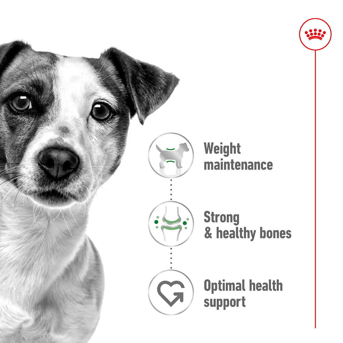 Royal Canin Size Health Nutrition Mini Adult kaufen bei ZooRoyal