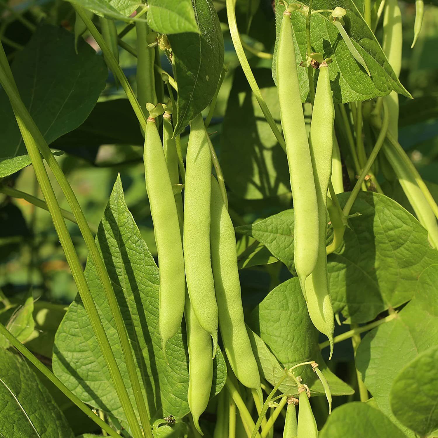 OwnGrown Anzucht- und Kräutererde 6 Köstliche Bohnen Sorten für Garten & Balkon – Saatgut Gemüse, (6-St., 6 er Set), Bio