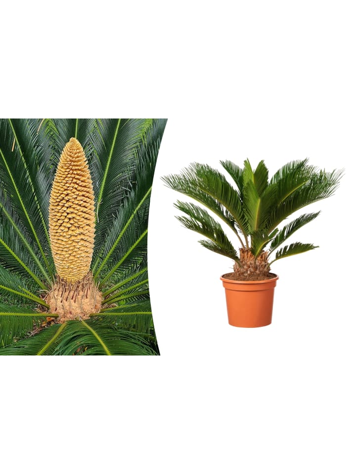 OH2 Japanische Cycas-Palme in Grün günstig kaufen onesize