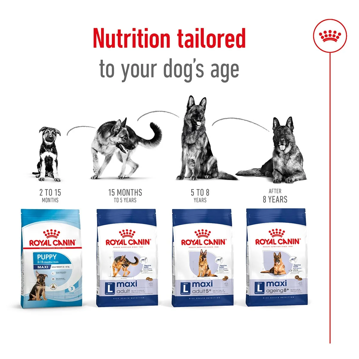 ROYAL CANIN MAXI Adult 5+ Trockenfutter für ältere große Hunde