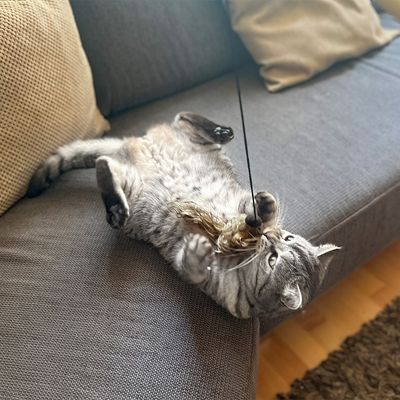 Aumüller Katzenangel Woozle mit Wuschel-Frettchen