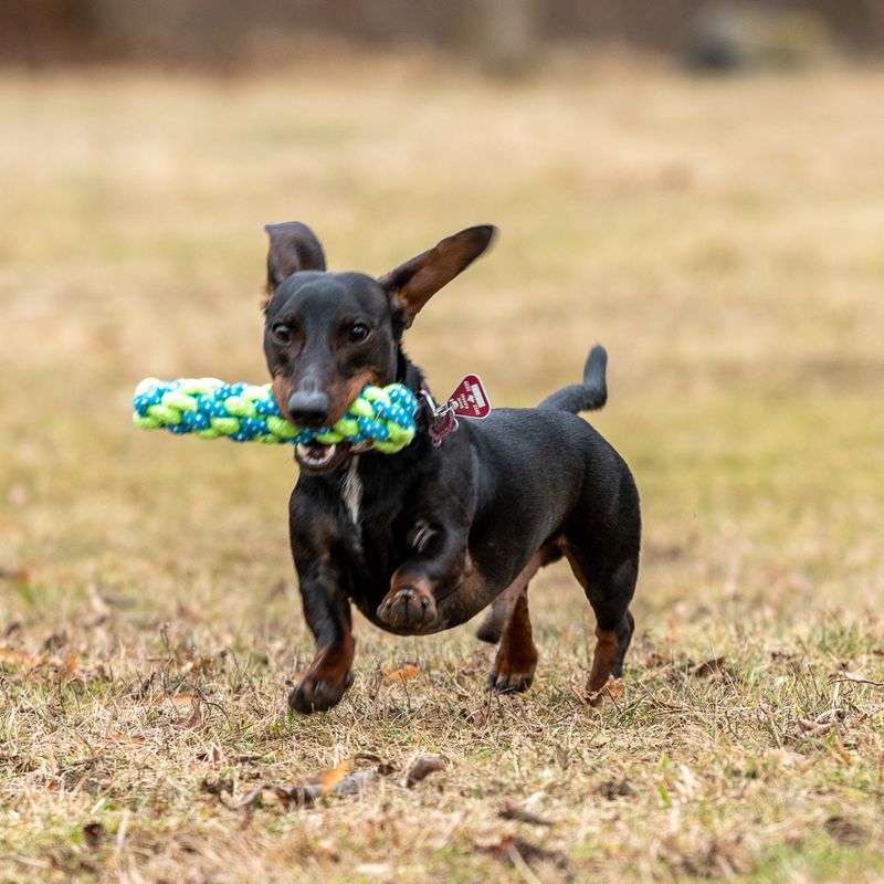 Sparset Hundespielzeug mit Tau Limoen zu TOP-Preisen | bitiba %