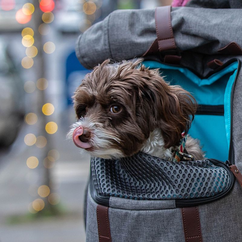 KURGO K9 Rucksack zu TOP-Preisen