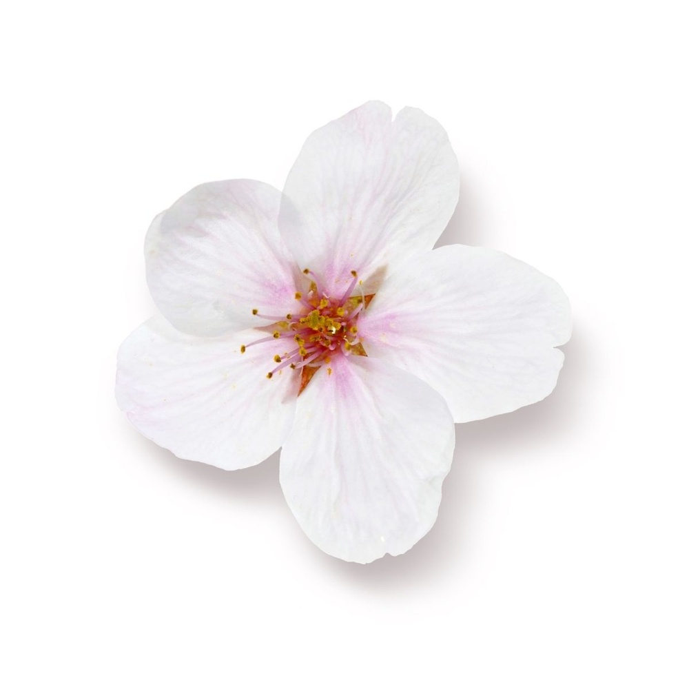 Rituals The Ritual of Sakura Recharge gel lavant pour les mains