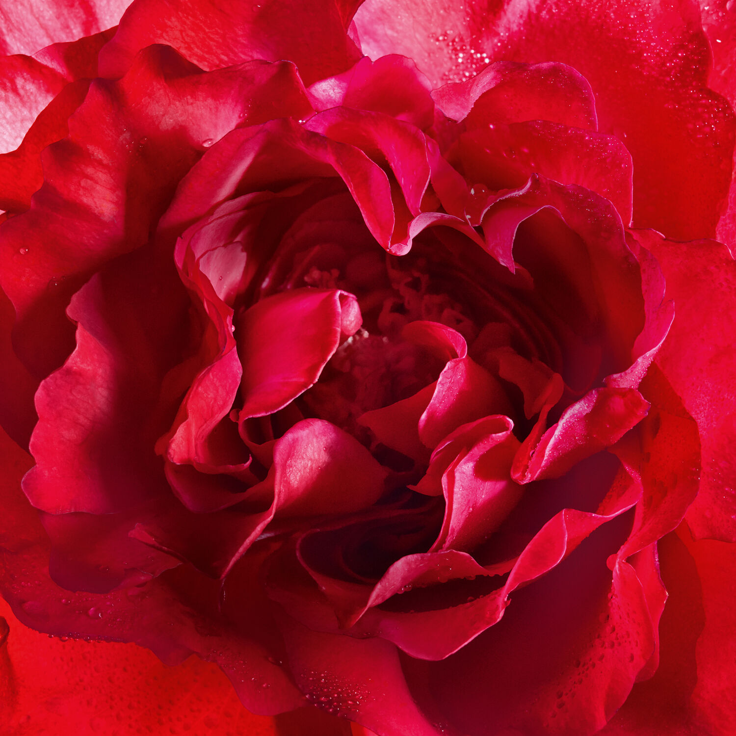 Guerlain Mon Guerlain Bloom of Rose Eau de Parfum