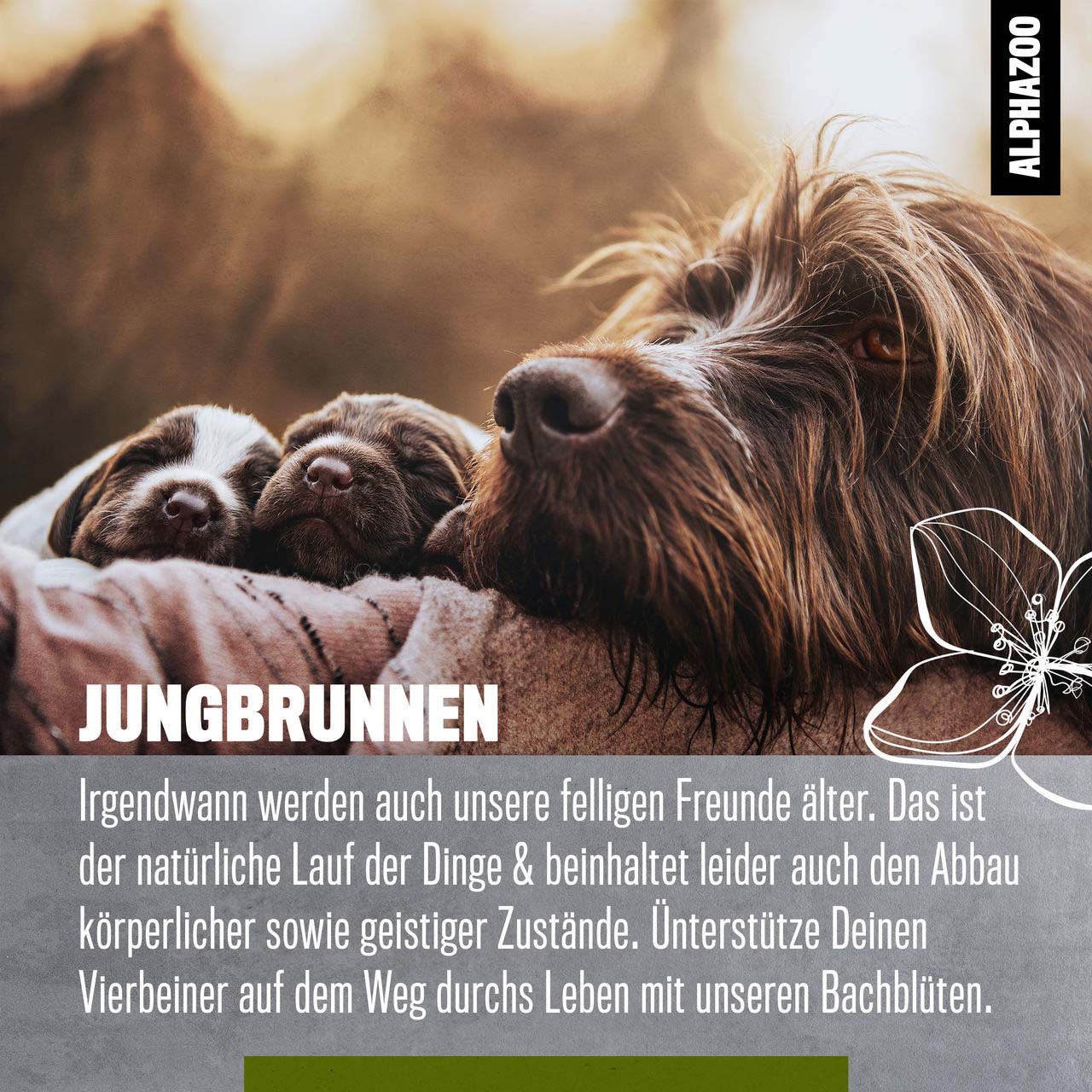 ALPHAZOO Ergänzungsfutter & Aufzucht ALPHAZOO Jungbrunnen Bachblüten, Globuli für Hunde und Katzen