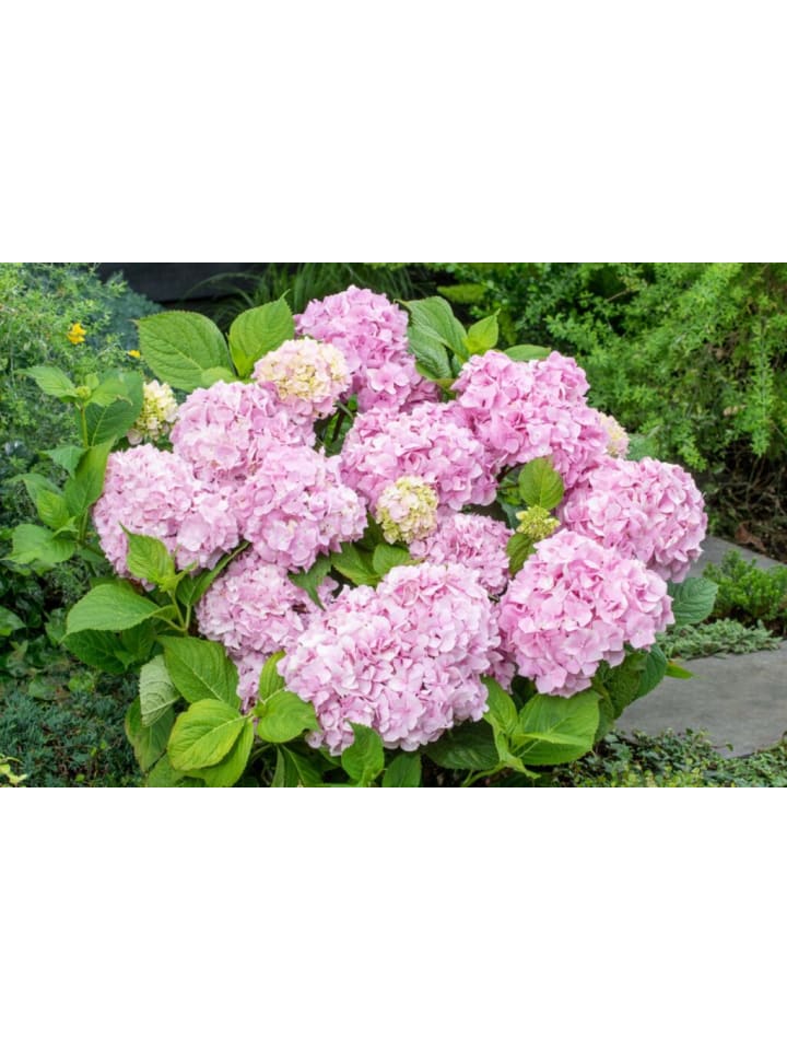 OH2 8-er: Set Hortensie (Hydrangea macrophylla) in Bunt günstig kaufen onesize