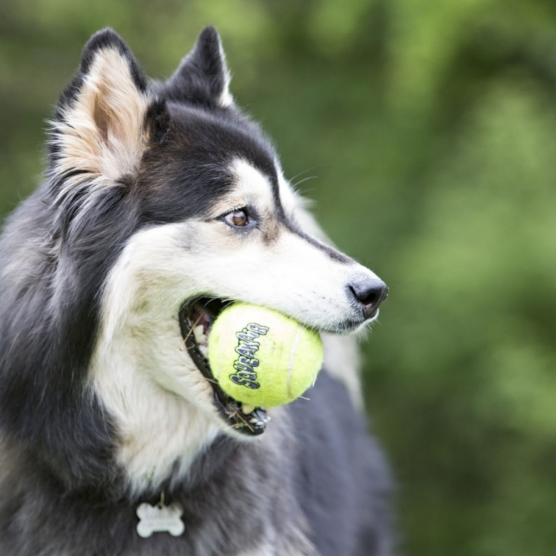 KONG Hundebälle KONG Squeakair Tennisball M