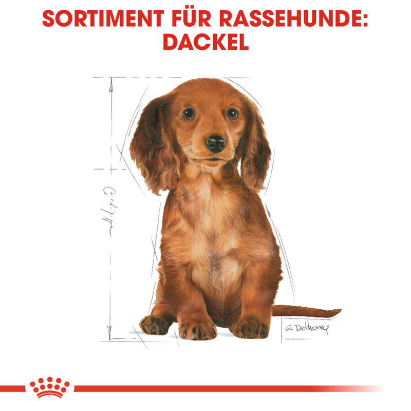 ROYAL CANIN Hundetrockenfutter ROYAL CANIN Dachshund Puppy 1,5 kg