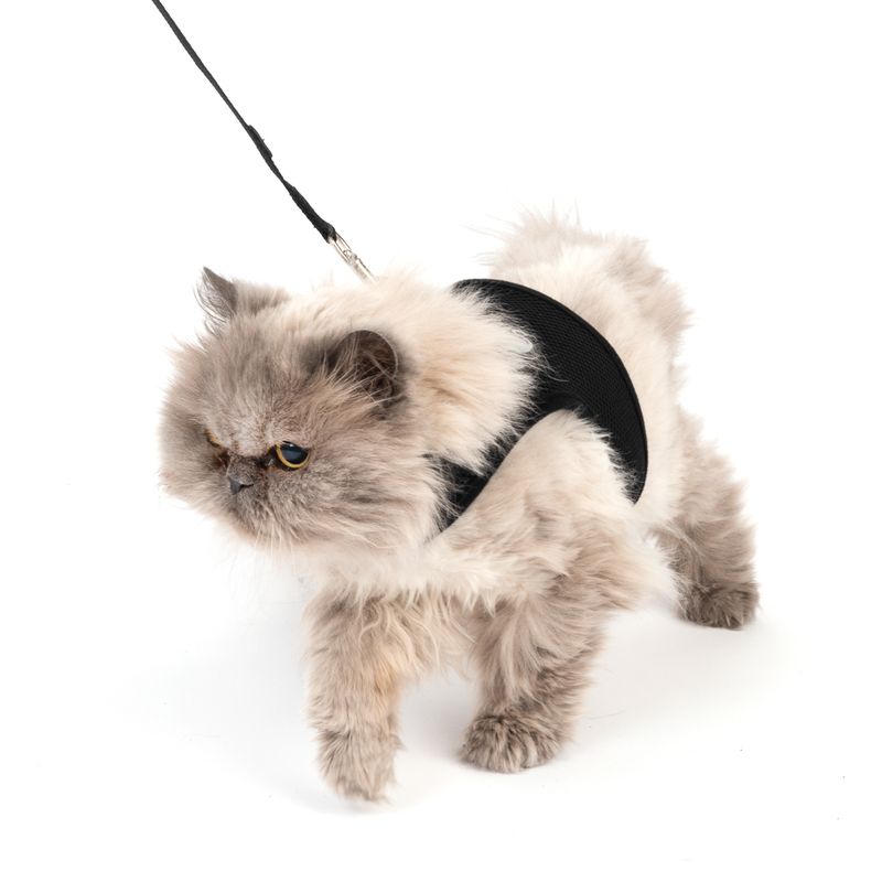 TIAKI Katzengeschirr Comfy mit Leine zu TOP-Preisen