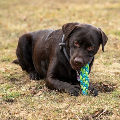 Hundespielzeug Limoen Stick