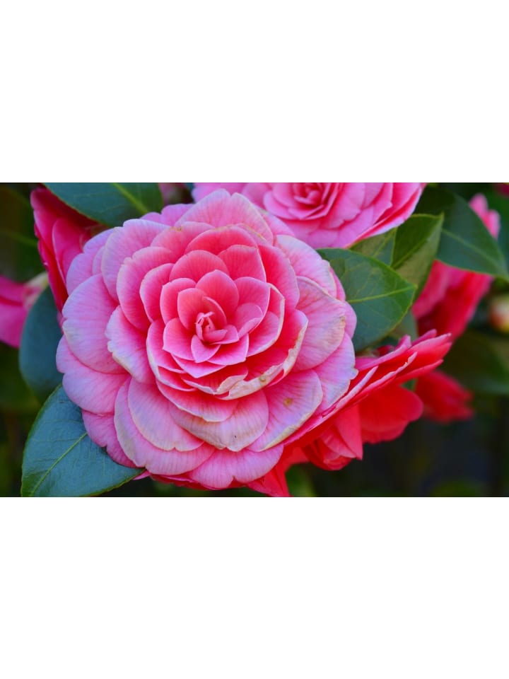 OH2 Kamelienstrauch Japanische Rose in Rosa günstig kaufen onesize