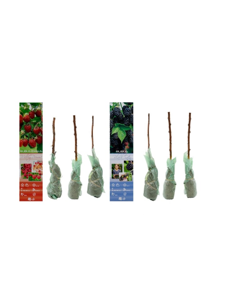 OH2 6er-Set Beeren in Bunt günstig kaufen onesize