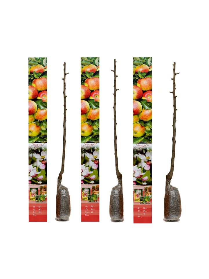 OH2 3er-Set Jonagold Apfel Obstbäume in Bunt günstig kaufen onesize