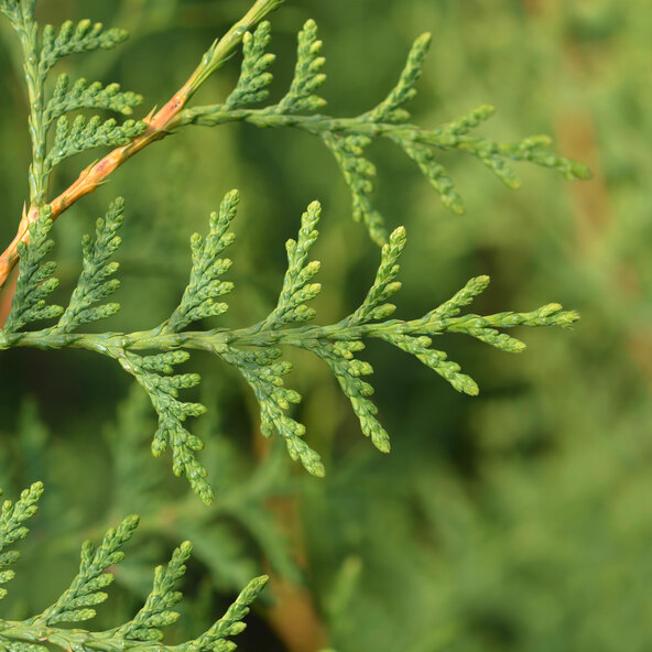 Lebensbaum-Hecke Thuja Brabant, 10 m