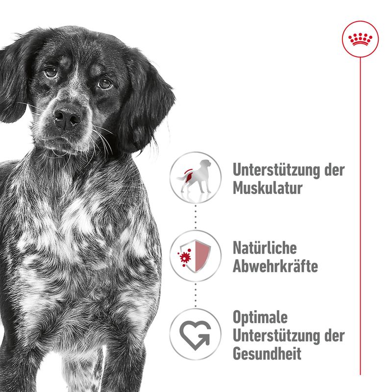Royal Canin Medium Adult Mousse zu TOP-Preisen