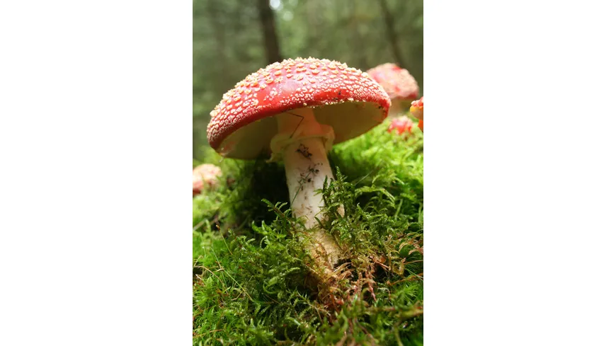 Das grüne Wunder - Unser Wald
